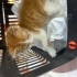 Kargalardan kurtarılan yavru kedi fotoğraf