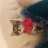 Mini minnak yavrucak fotoğraf