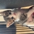 Minik yavru kedi fotoğraf