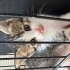 Minik yavru kedi fotoğraf