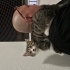 Buddy 2.5 aylık iç dış parazit aşısı ve karma aşısı var fotoğraf