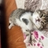 Buddy 2.5 aylık iç dış parazit aşısı ve karma aşısı var fotoğraf