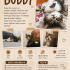 Buddy 2.5 aylık iç dış parazit aşısı ve karma aşısı var fotoğraf