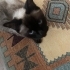 Aşırı oyuncu kısırlaştırma şartı vardır fotoğraf