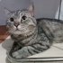 KEDİMİZİ ÜCRETSİZ SAHİPLENDİRİYORUZ fotoğraf