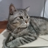 KEDİMİZİ ÜCRETSİZ SAHİPLENDİRİYORUZ fotoğraf