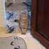 KEDİMİZİ ÜCRETSİZ SAHİPLENDİRİYORUZ fotoğraf