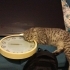 KEDİMİZİ ÜCRETSİZ SAHİPLENDİRİYORUZ fotoğraf