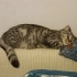 KEDİMİZİ ÜCRETSİZ SAHİPLENDİRİYORUZ fotoğraf