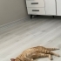 Ay yüzlü Luna için Sıcak ve Kalıcı Bir Yuva Arıyoruz fotoğraf