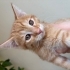 8 haftalık kedi yavrularımıza aile arıyoruz fotoğraf
