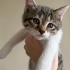 8 haftalık kedi yavrularımıza aile arıyoruz fotoğraf