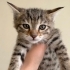 8 haftalık kedi yavrularımıza aile arıyoruz fotoğraf