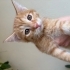 8 haftalık kedi yavrularımıza aile arıyoruz fotoğraf