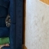 Kali sokakta bulduk ve evinize alıp sağlıklı hale gelmesi için herşeyi yaptık fotoğraf