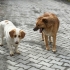Beagle jack russel kirma/ dişi kısır mükemmel dost fotoğraf
