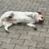 Beagle jack russel kirma/ dişi kısır mükemmel dost fotoğraf