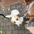 Beagle jack russel kirma/ dişi kısır mükemmel dost fotoğraf