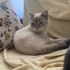 Acil Yuva Arayan Mavi Gözlü Erkek British Shorthair – Kısır ve Tüm Aşıları Tam fotoğraf