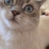 Acil Yuva Arayan Mavi Gözlü Erkek British Shorthair – Kısır ve Tüm Aşıları Tam fotoğraf