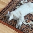 Acil Yuva Arayan Mavi Gözlü Erkek British Shorthair – Kısır ve Tüm Aşıları Tam fotoğraf
