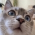 Acil Yuva Arayan Mavi Gözlü Erkek British Shorthair – Kısır ve Tüm Aşıları Tam fotoğraf