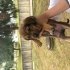 Mastiff cinsi erkek Yavrulara güvenli yuva fotoğraf