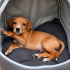 3 AYLIK 4KG JACK RUSSEL-BEAGLE MELEZİ BEBEĞİ KEDİLER DÖVERKEN ALMIŞLAR fotoğraf