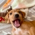 3 AYLIK 4KG JACK RUSSEL-BEAGLE MELEZİ BEBEĞİ KEDİLER DÖVERKEN ALMIŞLAR fotoğraf