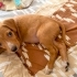 3 AYLIK 4KG JACK RUSSEL-BEAGLE MELEZİ BEBEĞİ KEDİLER DÖVERKEN ALMIŞLAR fotoğraf