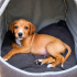 3 AYLIK 4KG JACK RUSSEL-BEAGLE MELEZİ BEBEĞİ KEDİLER DÖVERKEN ALMIŞLAR fotoğraf