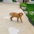 3 AYLIK 4KG JACK RUSSEL-BEAGLE MELEZİ BEBEĞİ KEDİLER DÖVERKEN ALMIŞLAR fotoğraf