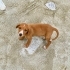 3 AYLIK 4KG JACK RUSSEL-BEAGLE MELEZİ BEBEĞİ KEDİLER DÖVERKEN ALMIŞLAR fotoğraf