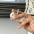 Kırmızı göz suriye hamster yuva arıyor😍 fotoğraf