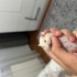 Kırmızı göz suriye hamster yuva arıyor😍 fotoğraf