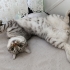Erkek british shorthair fotoğraf