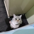 Erkek british shorthair fotoğraf