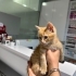 Limon iç dış parazitleri yapıldı veteriner kontrolü yapıldı fotoğraf
