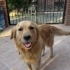 ÇİPLİ, AŞILARI TAM GOLDEN RETRİEVER..!! fotoğraf
