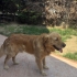 ÇİPLİ, AŞILARI TAM GOLDEN RETRİEVER..!! fotoğraf