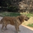 ÇİPLİ, AŞILARI TAM GOLDEN RETRİEVER..!! fotoğraf