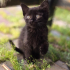 🐾 Evinize Neşe Katacak Minik Prenses Ömürlük Yuvasını Arıyor! 🐾 fotoğraf