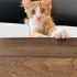 Pideme kalıcı/geçici yuva arıyorum fotoğraf