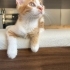Pideme kalıcı/geçici yuva arıyorum fotoğraf