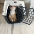 Pideme kalıcı/geçici yuva arıyorum fotoğraf