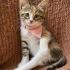 BU GÜZEL KIZIN AİLESİ OLUR MUSUNUZ fotoğraf