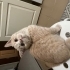 Bir ömür boyu size eşlik edecek minik bir dost fotoğraf
