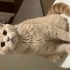 Bir ömür boyu size eşlik edecek minik bir dost fotoğraf