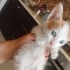 Minik Sarman Bebek yuva arıyor fotoğraf