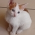 Minik Sarman Bebek yuva arıyor fotoğraf